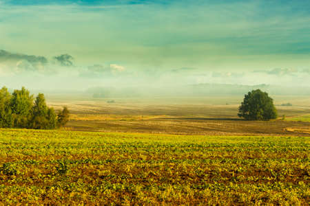 Rural landscape, sunny morning, partial haze of fields, meadows and trees.の写真素材