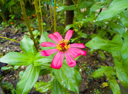 close up photo. pink zinnia flowers on a blurred background, zinnia flowers bloom in the morning.の写真素材