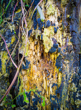 weathered tree in the cornfield. Beautiful bark pattern, nature background images. Photo of a tree trunk, Bark destroyed by weather, Artistic and aesthetic weathered tree trunk patの写真素材