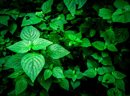 Green leaves color tone dark, closeup of natural scenery of green grass, Flat lay, dark nature concept, dark tone grass background, Green background, nature background with plant,の写真素材