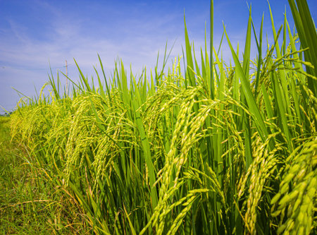 rice field and sky background at morning, the view of the rice fields in the village, The rice...