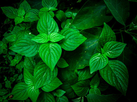 Green leaves color tone dark, closeup of natural scenery of green grass, Flat lay, dark nature...
