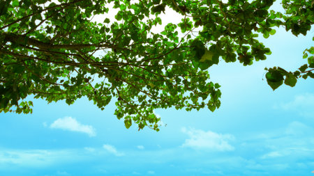 teak leaves with bright blue skyの写真素材
