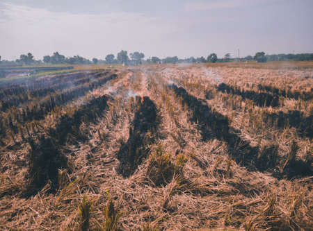 fire burns rice straw in the fields after harvesting, after harvesting farmers burn straw in the fieldsの写真素材