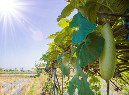 vegetable marrow is a vegetable that contains nutrients that can lose weight and help improve blood circulationの写真素材
