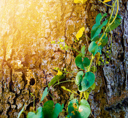 aesthetic tree bark texture. nature background. tree bark texture background exposed to sunlightの写真素材