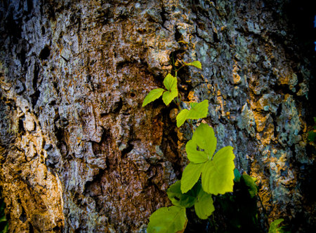 aesthetic tree bark texture. nature background. dry tree bark texture background