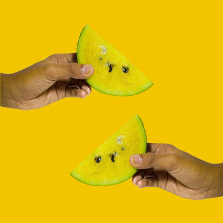 each hand holding a delicious and healthy yellow watermelon isolated on a yellow background. the benefits of watermelon help heart health and nourish the body's skinの写真素材