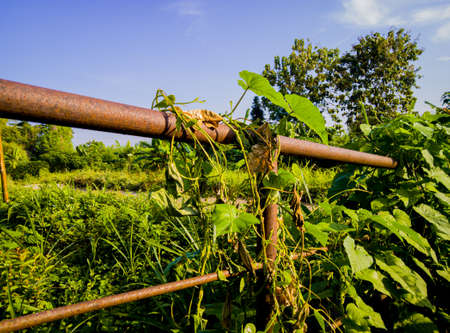 Wild plants whose leaves are creeping on the iron fence of the old and abandoned bridgeの写真素材