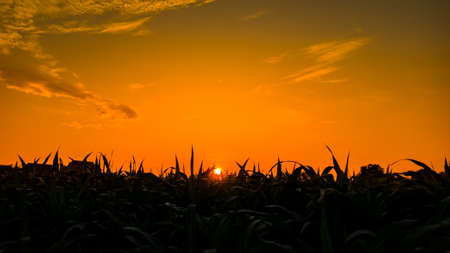 Natural landscape of orange sky in the afternoon, silhouette of corn trees in the field at sunriseの写真素材