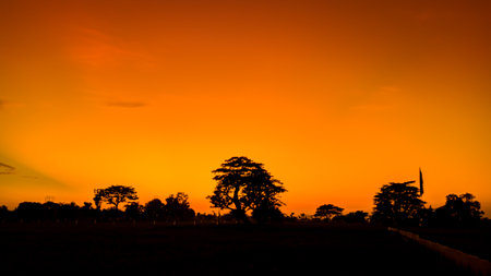 Natural scenery of orange sky in the afternoon. Silhouette of trees against orange sky background at sunriseの写真素材