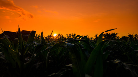 Natural landscape of orange sky in the afternoon, silhouette of corn trees in the field at sunrise