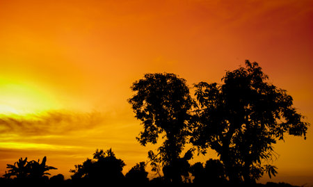 Natural panorama of beautiful orange sky at sunset and tree silhouette. beautiful nature evening sky backgroundの写真素材