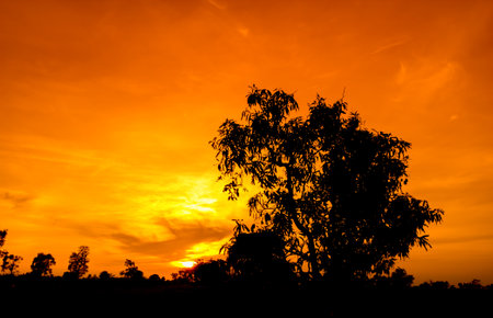 Natural panorama of beautiful orange sky at sunset and tree silhouette. beautiful nature evening sky backgroundの写真素材