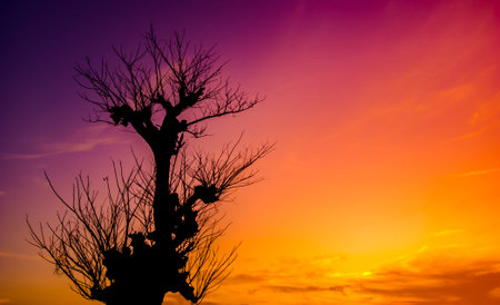 Silhouette of a dry tree whose leaves fall during the dry season in Africa, the atmosphere of the...