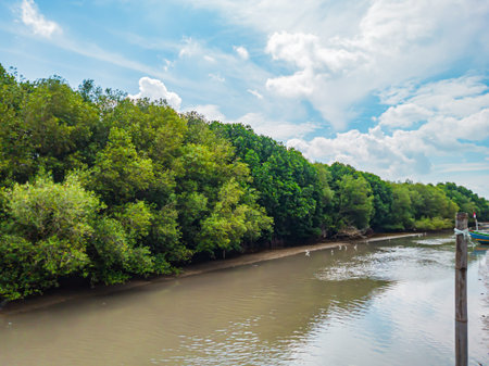 Natural scenery of mangrove forest beside river. Mangrove forests in Indonesian agriculture .の写真素材