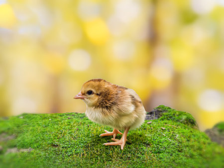 the yellow chicks newborn with blurry summer nature background, bokeh. decorative and creative design.
selective focus on chicksの写真素材