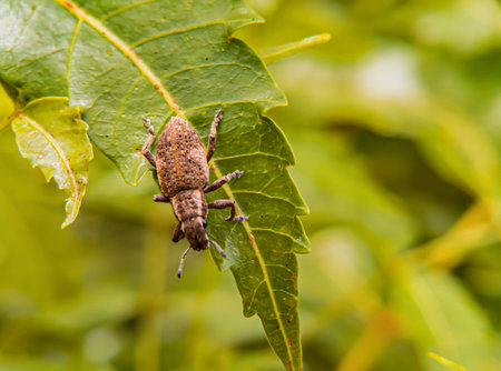 Cytona lineatus or legume beetle, focus on beetleの写真素材