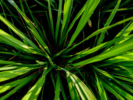 dark green nature leaves. selective focus