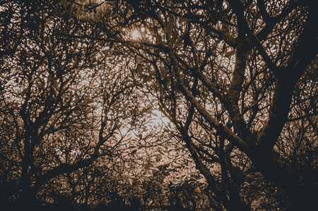 Jungle ghostly haunted. Horror spooky tree in forest with low angle,full frame . Scary tree nature...