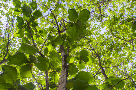 A view of teak trees with lush leaves and large trunks that grow in tropical forests. Teak tree with low angle view. Focus on tree . Similar othersの写真素材