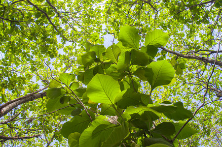 A view of teak trees with lush leaves and large trunks that grow in tropical forests. Teak tree with low angle view. Focus on tree . Similar othersの写真素材