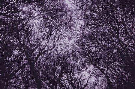 Horror spooky tree in forest with low angle,full frame . Scary tree nature background with purple dark ,grey monochrome color tone. Focus on tree, similar otherの写真素材