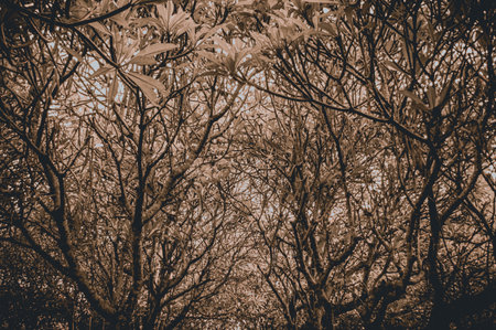 Jungle ghostly haunted. Horror spooky tree in forest with low angle,full frame . Scary tree nature background with brown dark color tone. Focus on tree, similar otherの写真素材