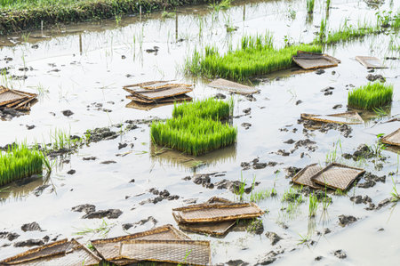 Young green rice plants in a rural rice field. Focus on paddy. Similiar othersの写真素材