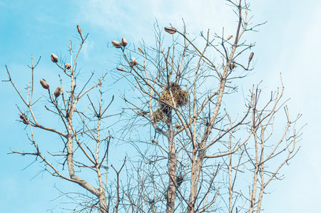 Dry trees against the background of a bright blue sky in the morning. Focus on treeの写真素材