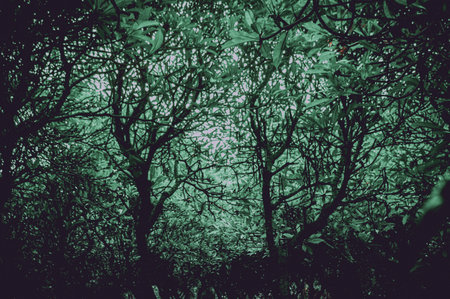 Jungle ghostly haunted. Horror spooky tree in forest with low angle,full frame . Scary tree nature background with green color tone. Focus on tree, similar otherの写真素材