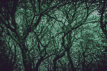 Jungle ghostly haunted. Horror spooky tree in forest with low angle,full frame . Scary tree nature background with green color tone. Focus on tree, similar otherの写真素材