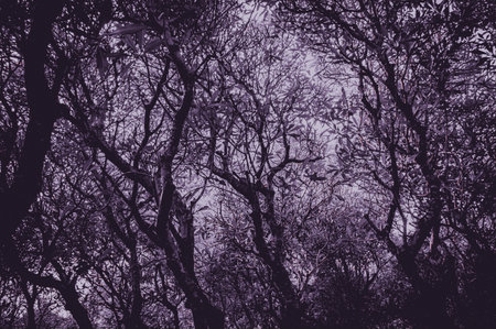 Jungle ghostly haunted. Horror spooky tree in forest with low angle,full frame . Scary tree nature background with purple dark ,grey monochrome color tone. Focus on tree, similar otherの写真素材