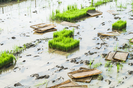 Young green rice plants in a rural rice field. Focus on paddy. Similiar othersの写真素材