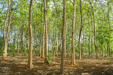 A natural landscape of several teak trees growing tall and lined up in an Indonesian tropical...