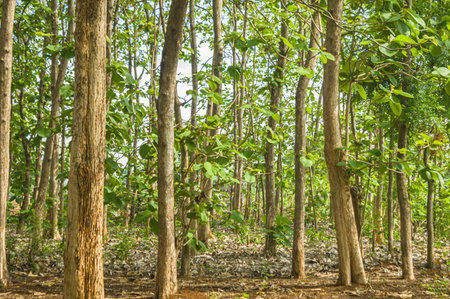 A natural landscape of several teak trees growing tall and lined up in an Indonesian tropical (Asian) forest. Focus on teak. Similar othersの写真素材