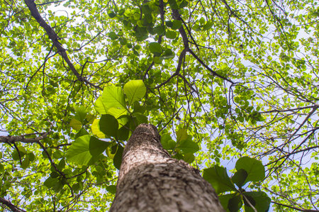 A view of teak trees with lush leaves and large trunks that grow in tropical forests. Teak tree with low angle view. Focus on tree . Similar othersの写真素材