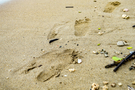Focus on footprint, Noisy, exposure, similar others