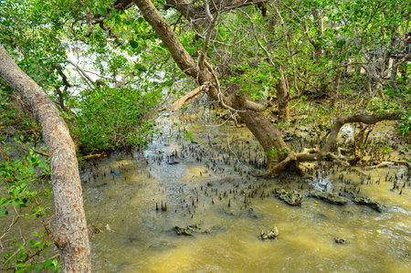 Mangrove forest by the sea. Focus on Mangrove trees.の写真素材