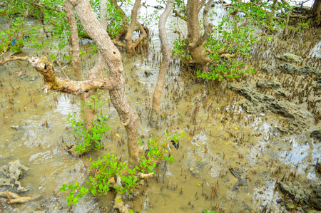 Mangrove forest by the sea. Focus on Mangrove trees.の写真素材