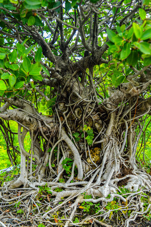 A very pretty bonsai plant in the garden. Focus on plant tree ,noisy, exposure, similar othersの写真素材