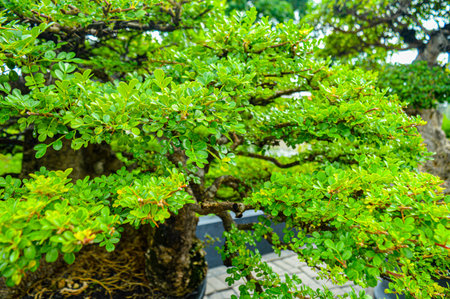 A very pretty bonsai plant in the garden. Focus on plant tree ,noisy, exposure, similar othersの写真素材