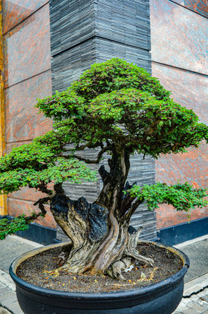 A very pretty bonsai plant in the garden. Focus on plant tree ,noisy, exposure, similar othersの写真素材