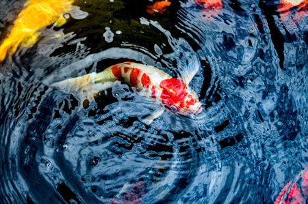 Koi fish, red, white and yellow goldfish in a garden water pond. Focus on fish, exposure, similar othersの写真素材