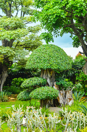 A very pretty bonsai plant in the garden. Focus on plant tree ,noisy, exposure, similar othersの写真素材