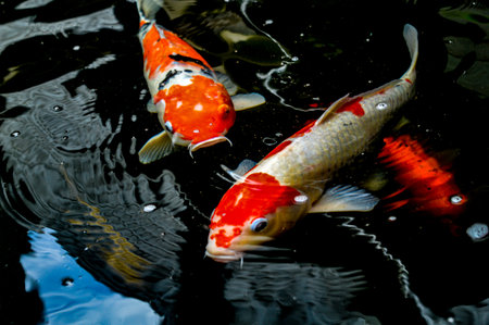 Koi fish, red, white and yellow goldfish in a garden water pond. Focus on fish, exposure, similar othersの写真素材