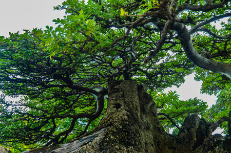 A bonsai plant in the garden. Focus on plant treeの写真素材