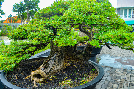 A bonsai plant in the garden. Focus on plant treeの写真素材