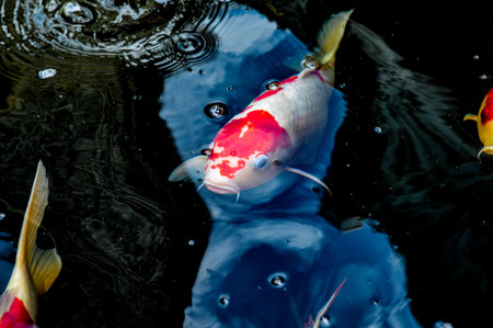 Koi fish, red, white and yellow goldfish in a garden water pond. Focus on fish, exposure, similar othersの写真素材