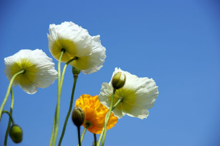 coreopsisの写真素材